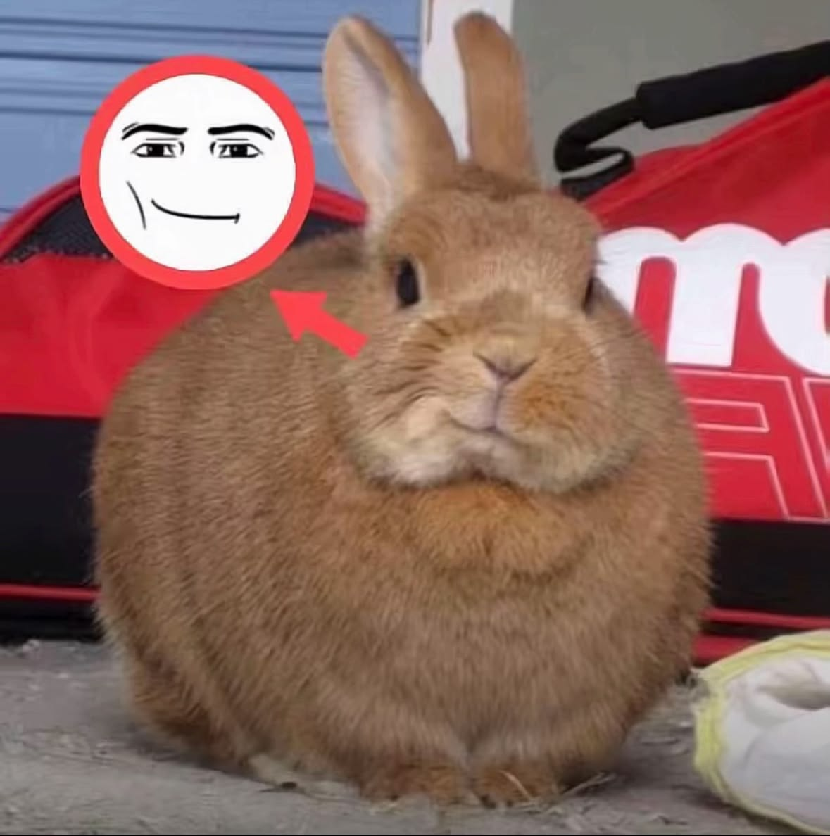 bunnymeme